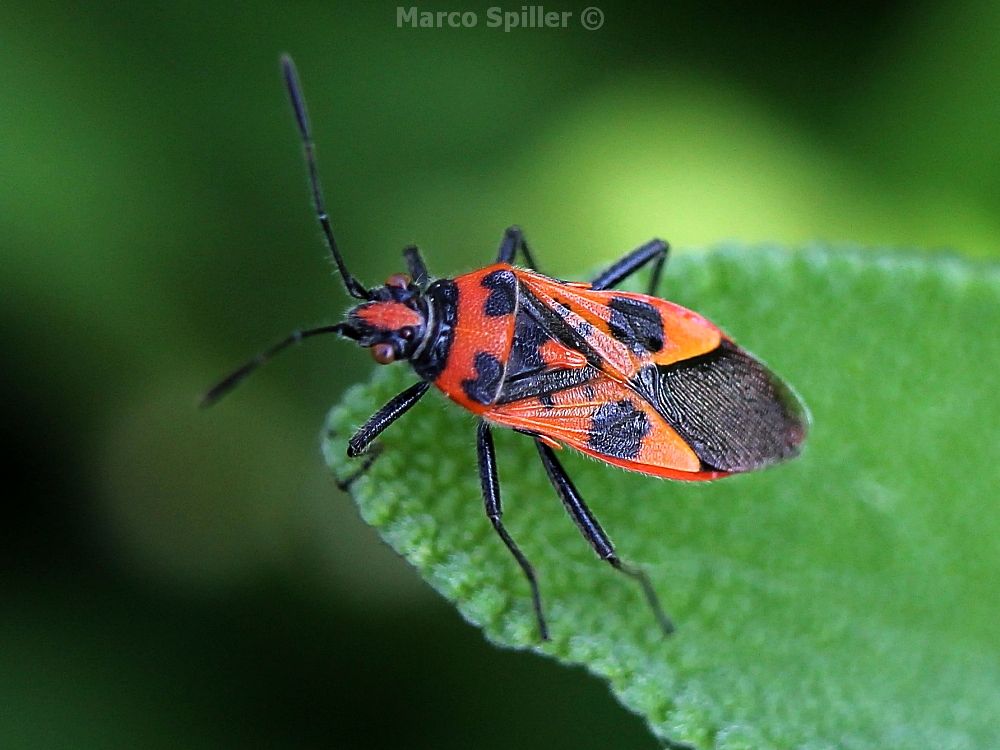 Corizus hyoscyami - Rhopalidae